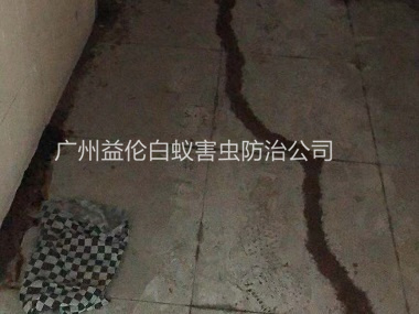 横沥房屋白蚁防治案例