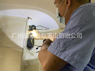 万顷沙房屋灭白蚁工程