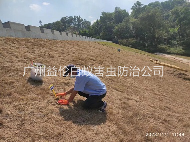 东涌堤坝白蚁灭治工程