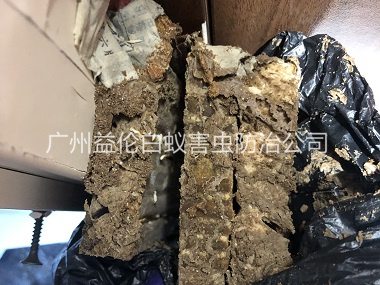 大岗白蚁巢防治工程