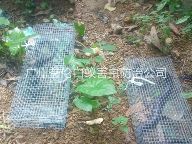 大岗上门驱蛇防蛇工程