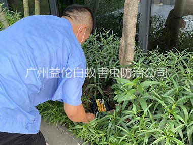 大岗园林灭治白蚁工程